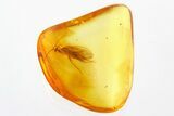 Detailed Fossil Caddisfly (Trichoptera) In Baltic Amber #310986-1